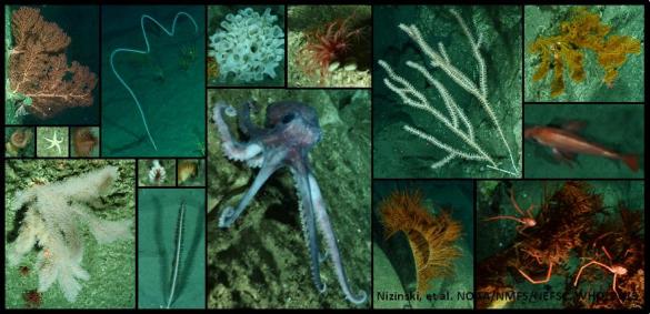 Image highlights from the 2013 Canyons CSI research expedition.